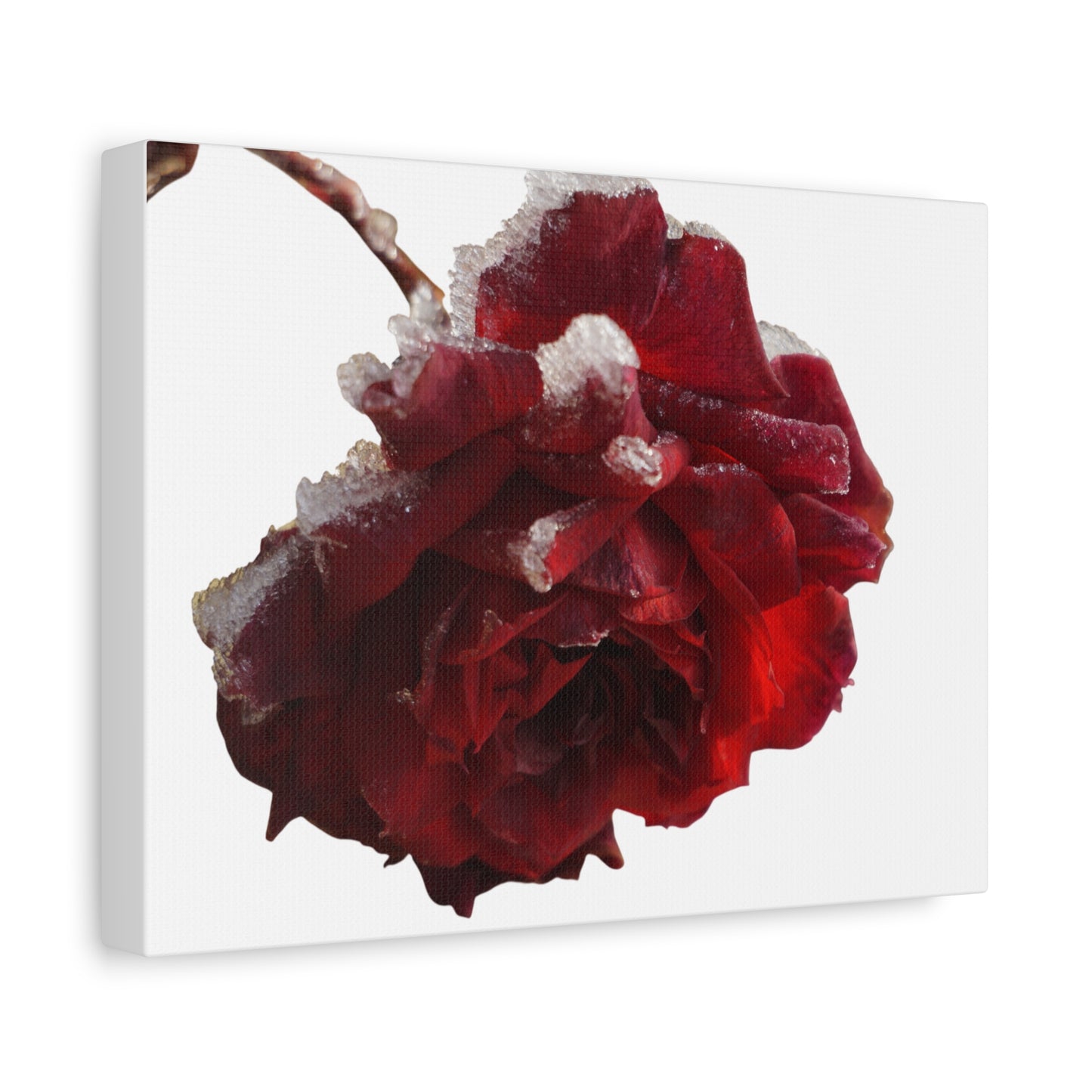 Stretched Canvas Art Print, Elegant Red Rose Wall Decor, Floral Home Decor, Gift for Her, Nature Wall Art, Wedding Decoration