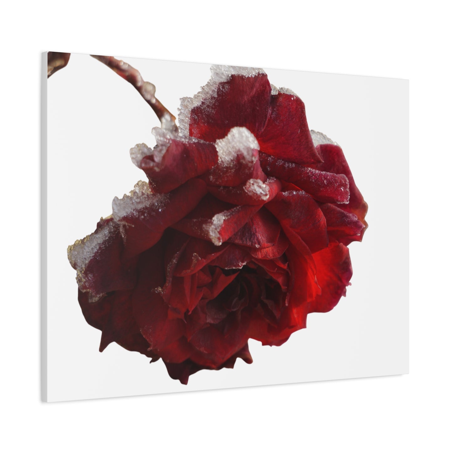 Stretched Canvas Art Print, Elegant Red Rose Wall Decor, Floral Home Decor, Gift for Her, Nature Wall Art, Wedding Decoration