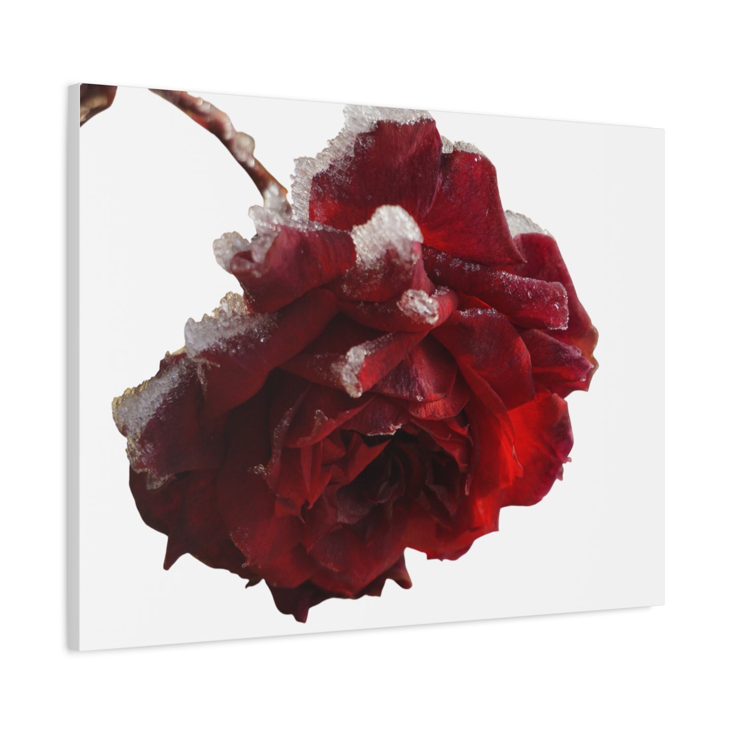 Stretched Canvas Art Print, Elegant Red Rose Wall Decor, Floral Home Decor, Gift for Her, Nature Wall Art, Wedding Decoration