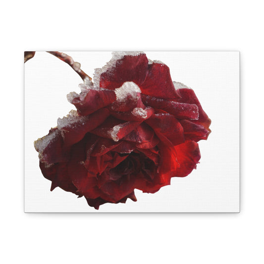 Stretched Canvas Art Print, Elegant Red Rose Wall Decor, Floral Home Decor, Gift for Her, Nature Wall Art, Wedding Decoration