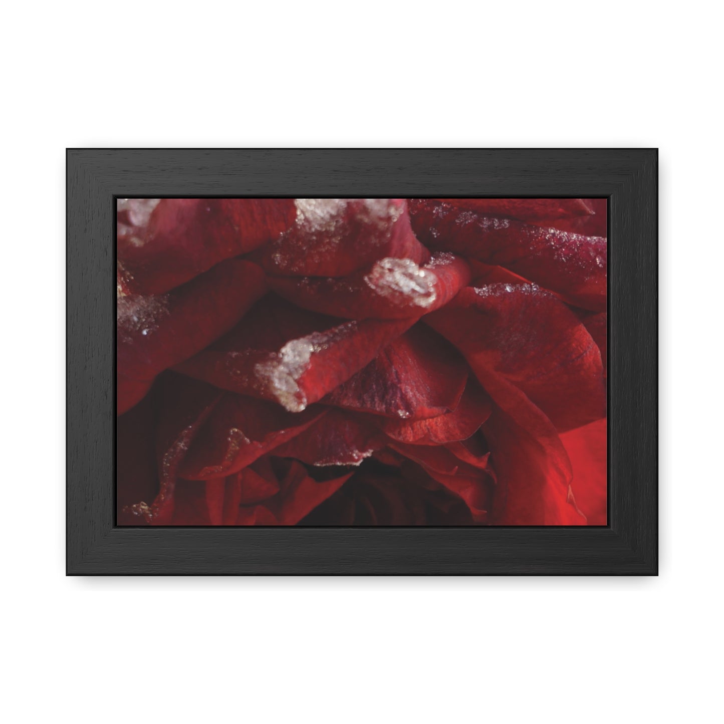 Elegant Framed Rose Poster - Winter Blossom Decor for Home & Office