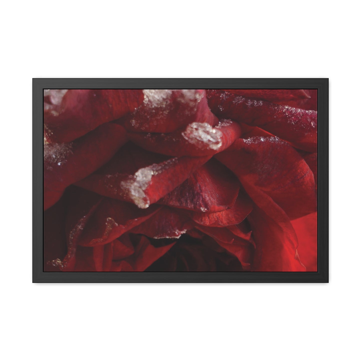 Elegant Framed Rose Poster - Winter Blossom Decor for Home & Office