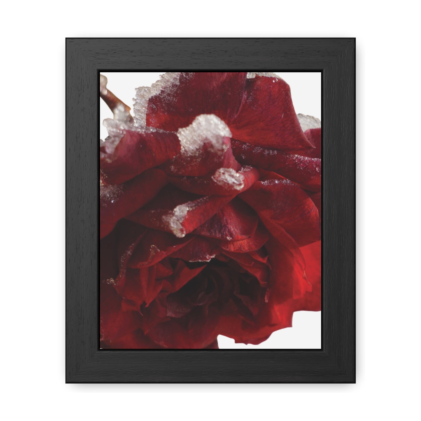 Elegant Framed Rose Poster - Winter Blossom Decor for Home & Office