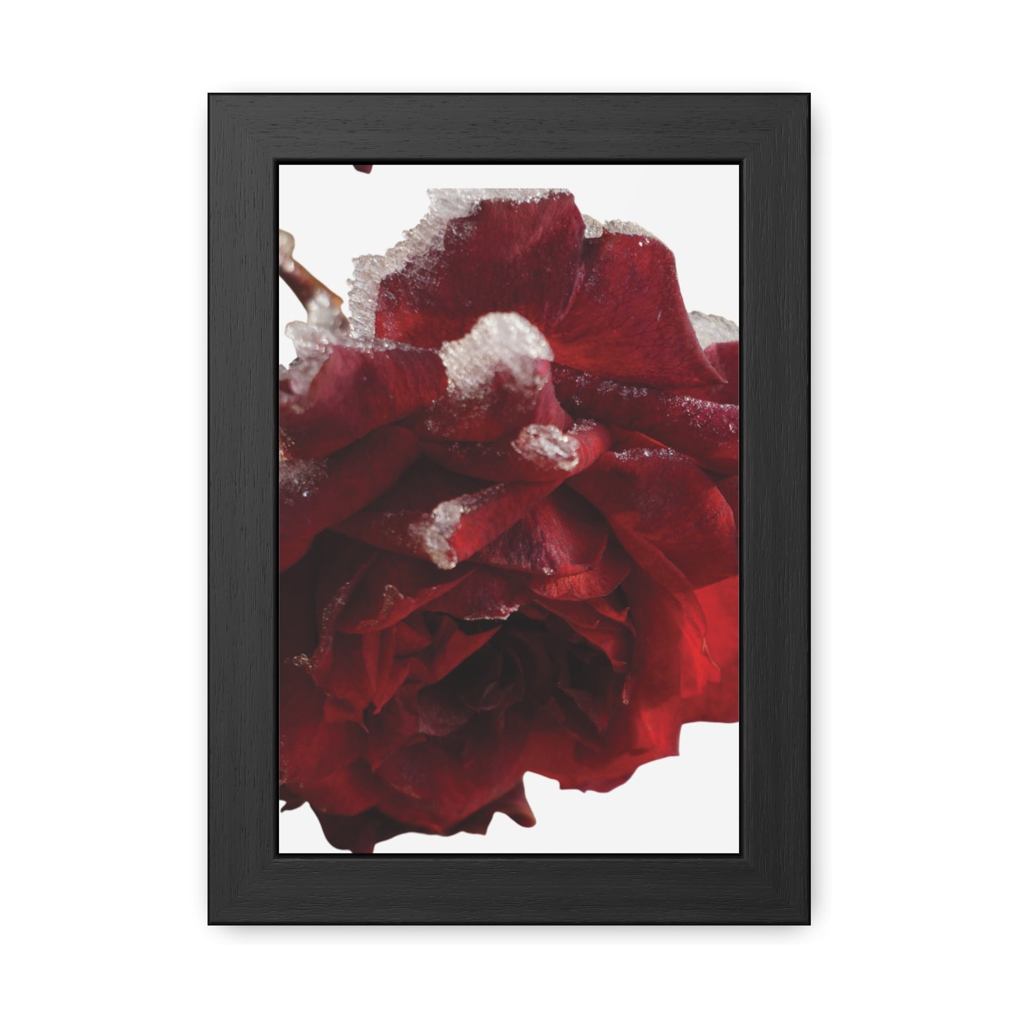 Elegant Framed Rose Poster - Winter Blossom Decor for Home & Office