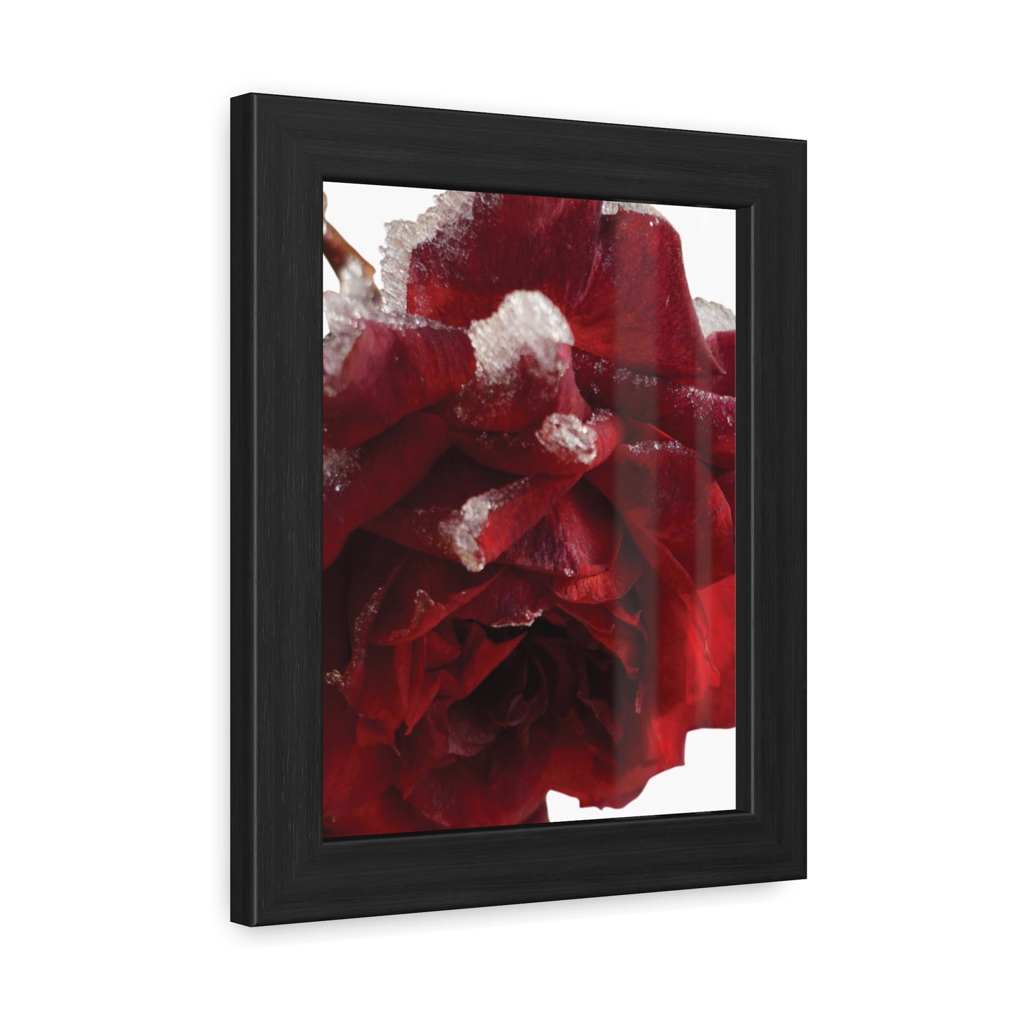 Elegant Framed Rose Poster - Winter Blossom Decor for Home & Office