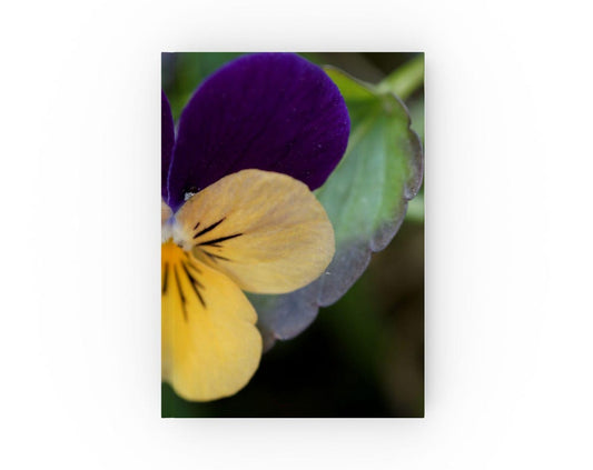 Purple and Yellow Pansy Hard Backed Journal